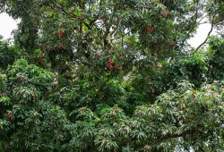 千年树,见证历史的绿色传奇